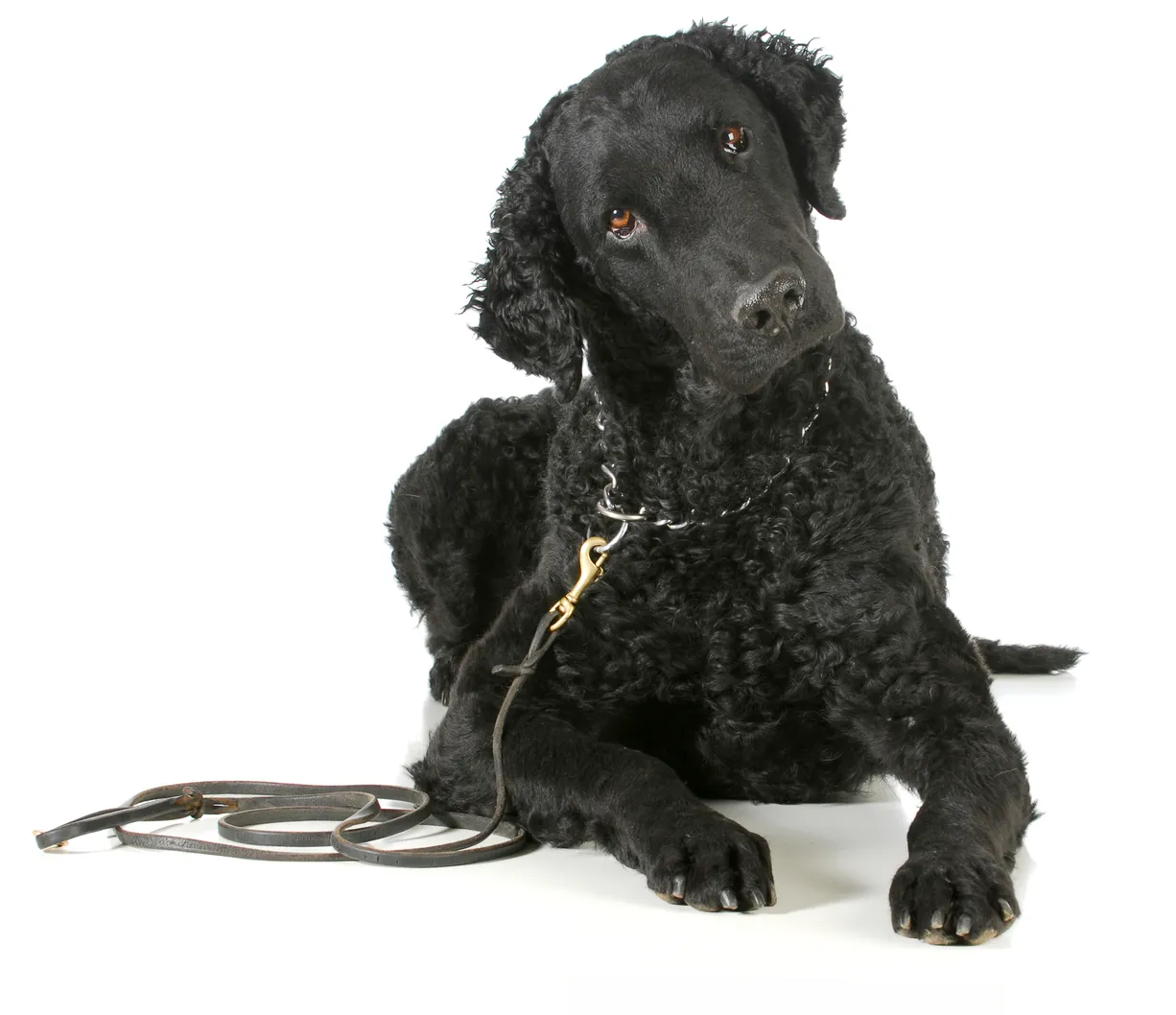 does the curly coated retriever have infectious disease