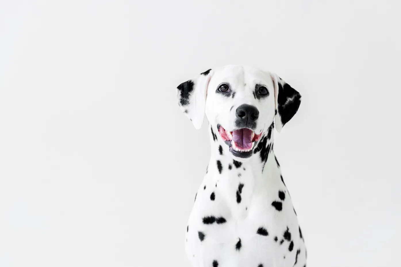 do dalmatians cause allergies