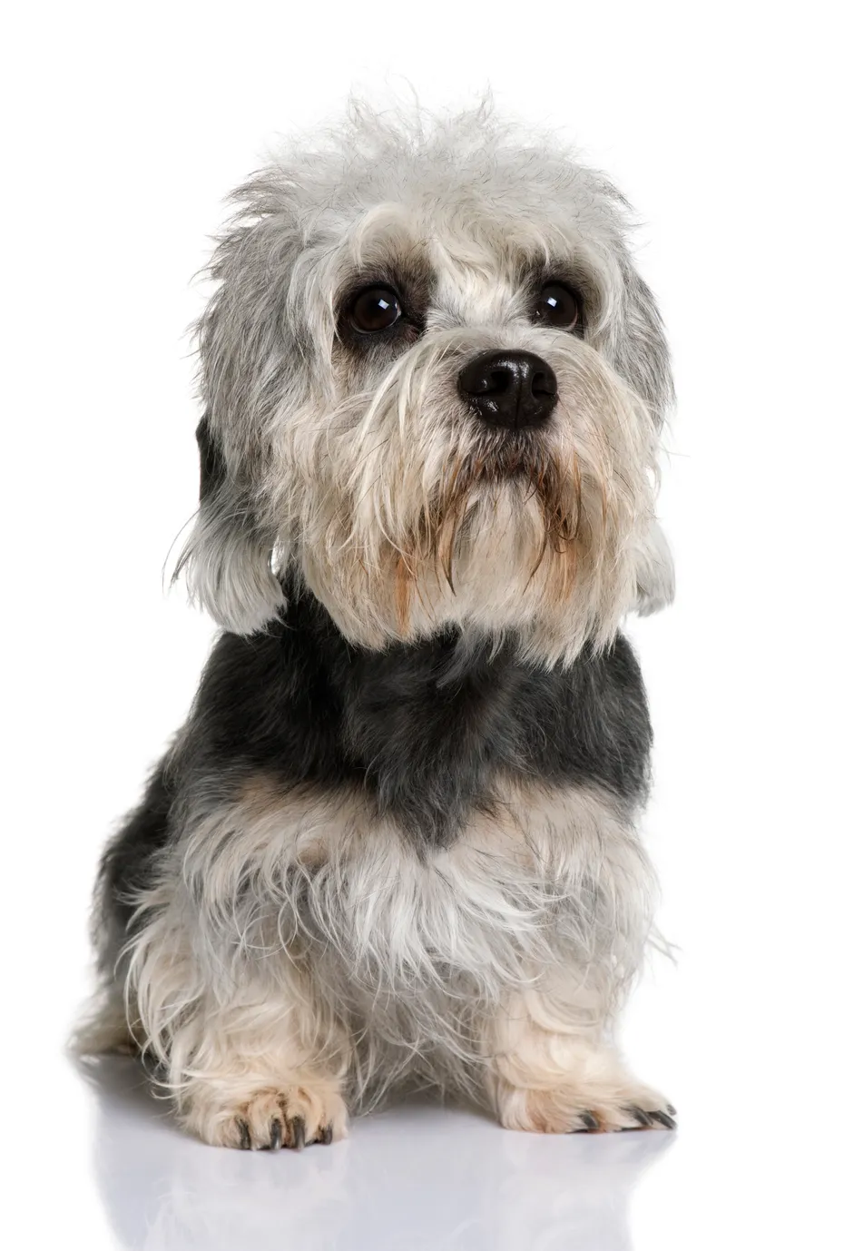 at what age is a dandie dinmont terrier full grown