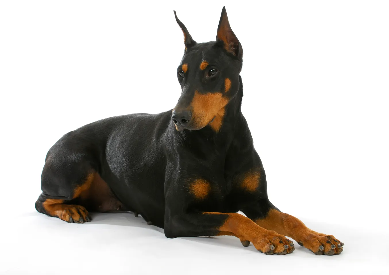 how to punish doberman