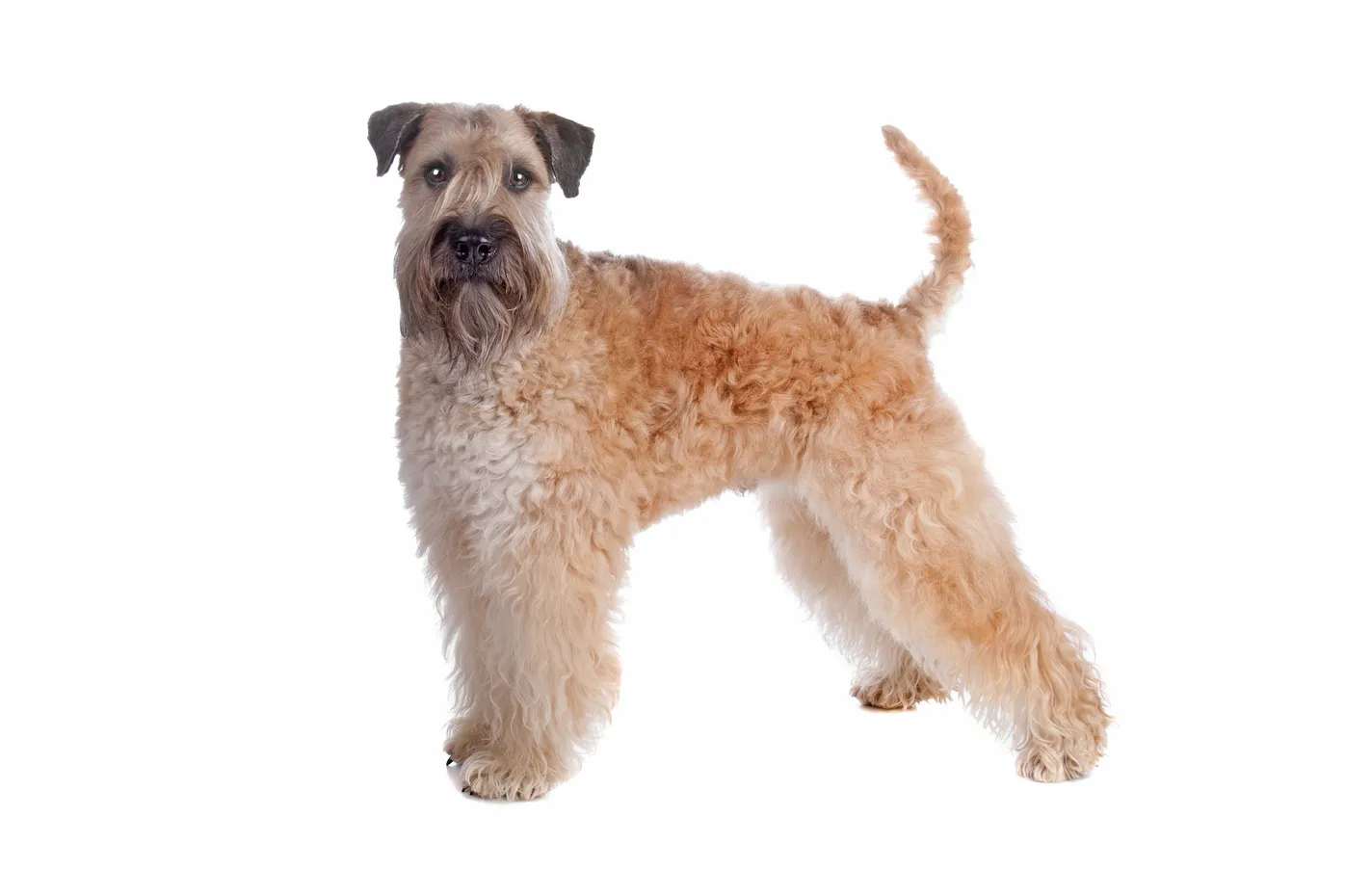 how many puppies can soft coated wheaten terrier give birth to