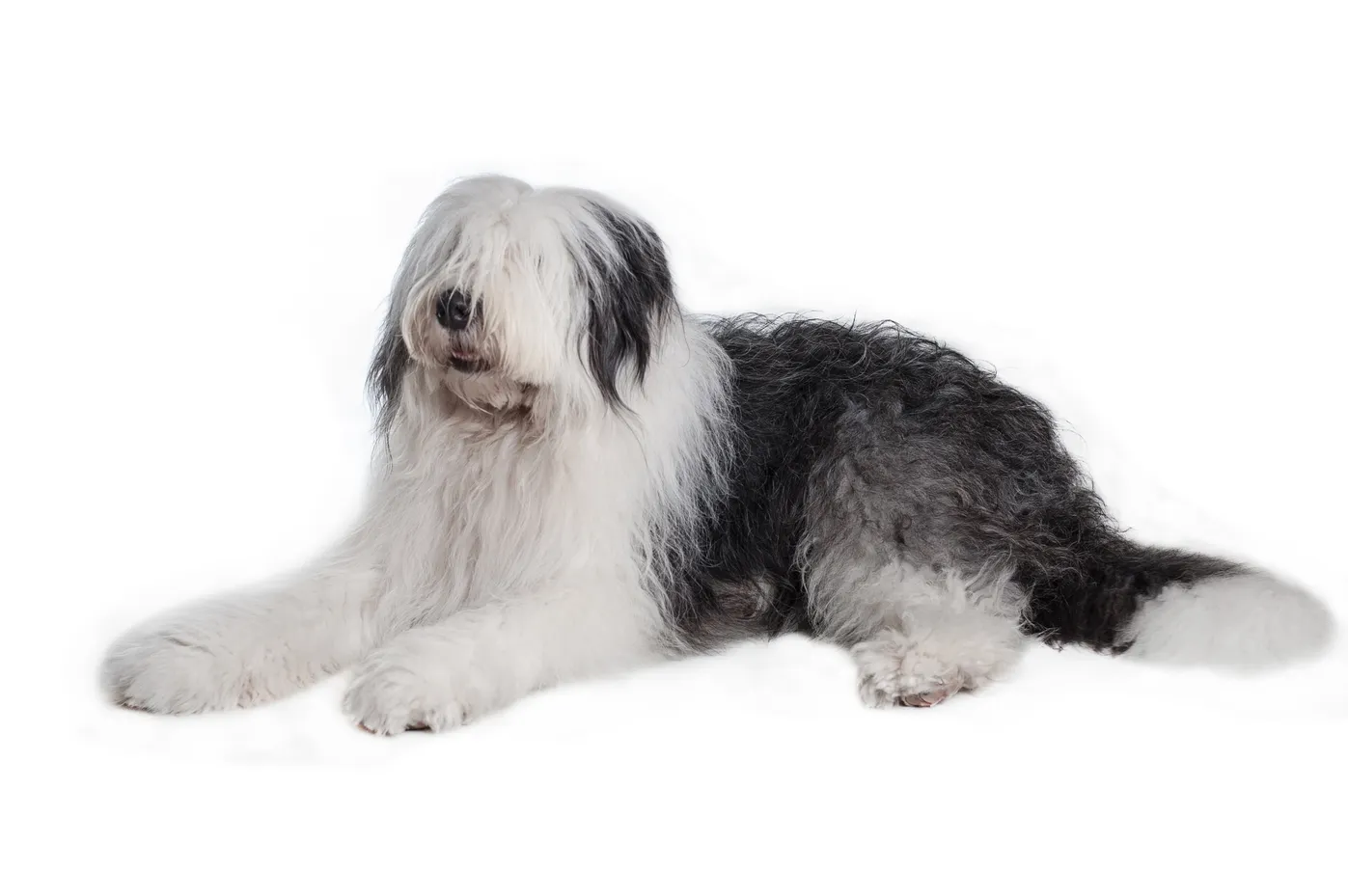 what are the congenital diseases in a old english sheepdog puppy