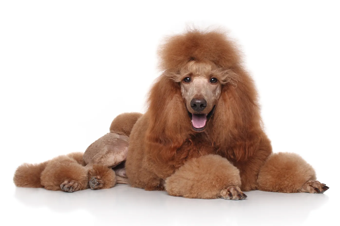 are standard poodles prone to cancer