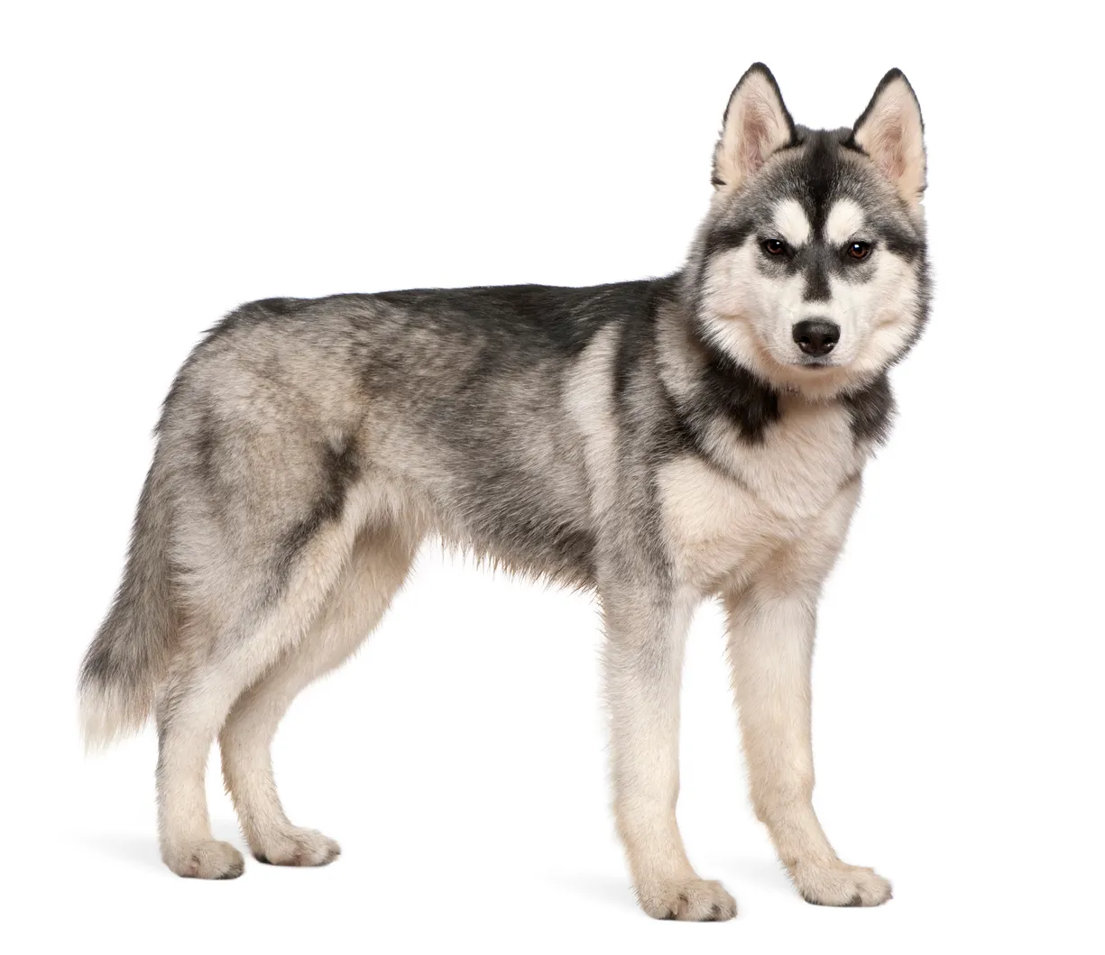 are huskies prone to cancer