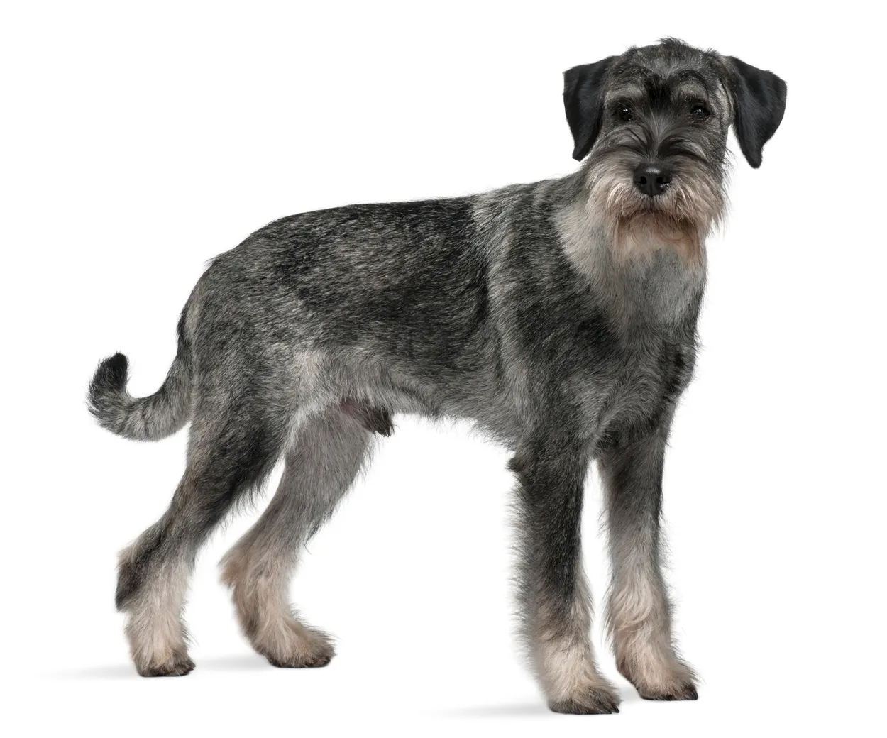 is the standard schnauzer a good breed of dog