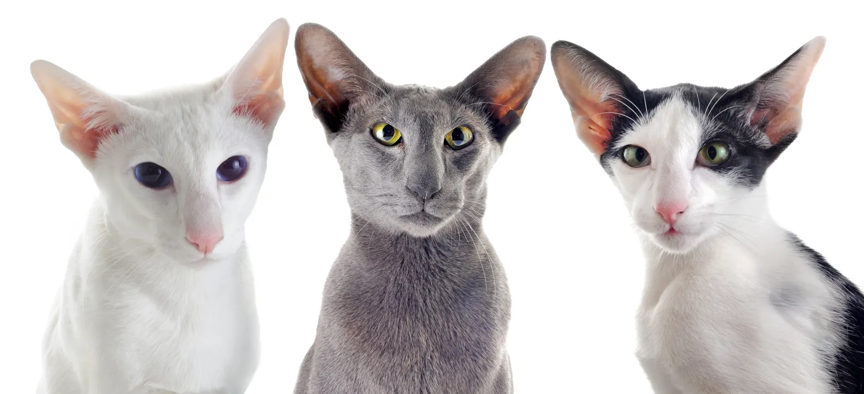 Little Egypt Veterinary Clinic Oriental Shorthair