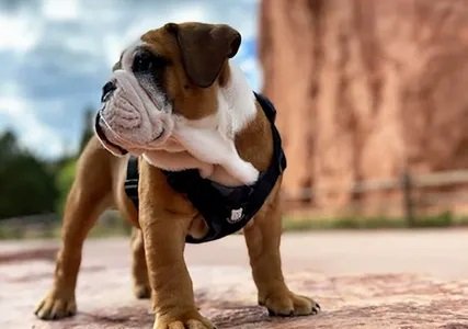 English bulldog clearance harness with name