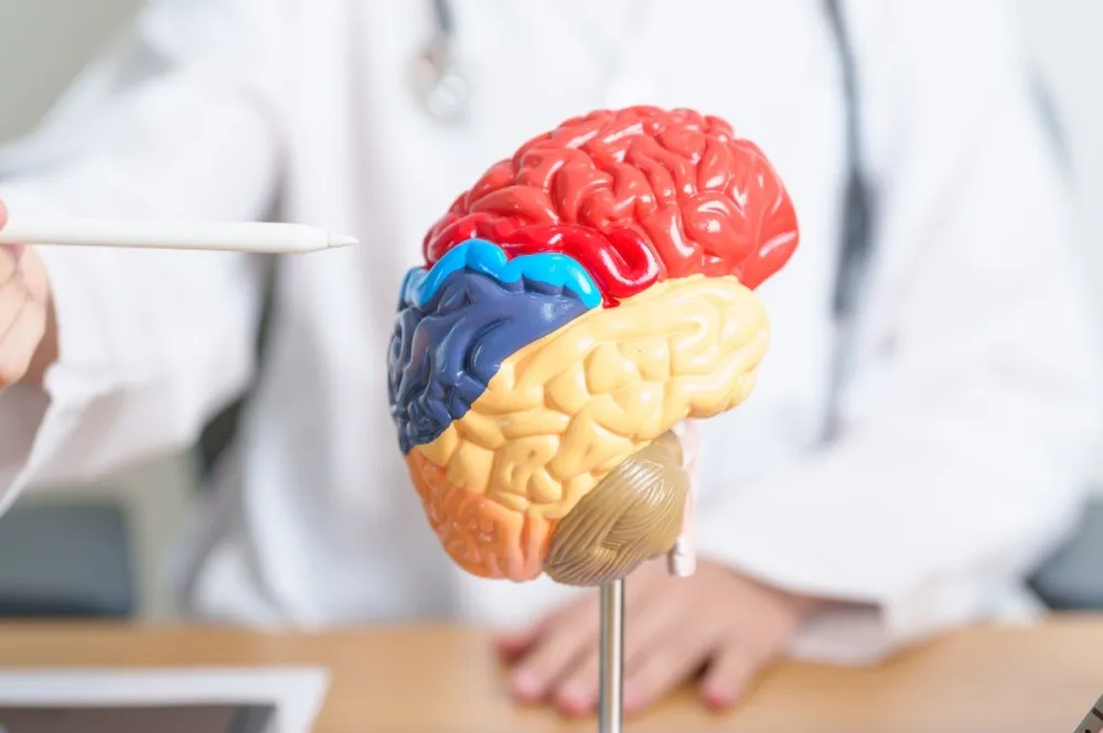 a doctor shows a model of the human brain