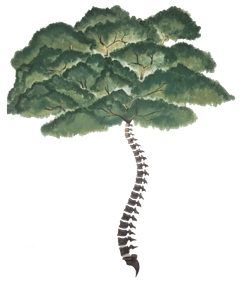 Bronco Injury & Chiropractic Center, Inc