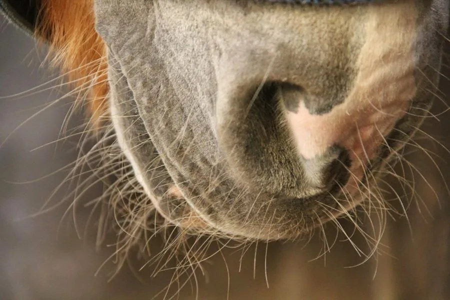 Reittherapie-Training bei SanaAnimal in Zülpich, NRW