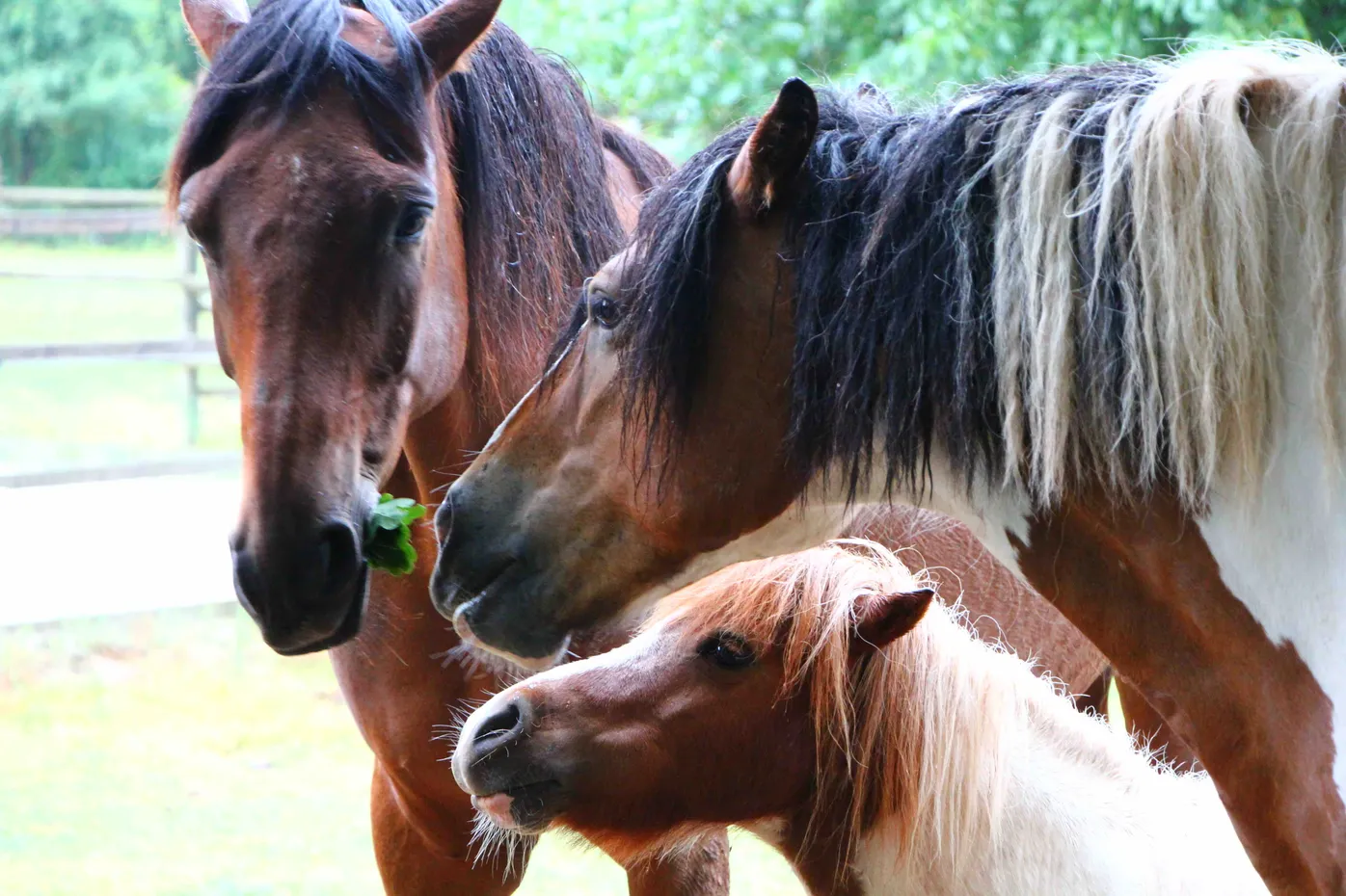 Reittherapie-Training bei SanaAnimal in Zülpich, NRW